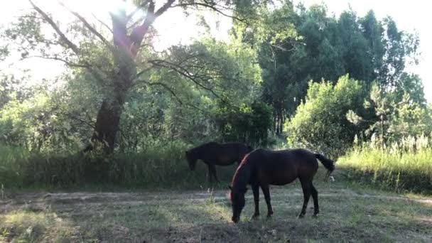 Les chevaux paissent sur un champ vert. Troupeau de chevaux marche dans la prairie à travers l'herbe .