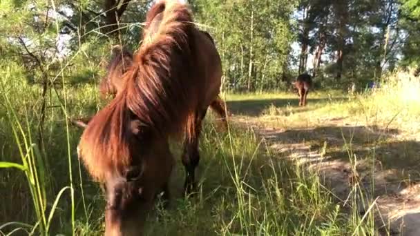 Le cheval marche sur un champ vert. Un étalon broute dans une prairie .