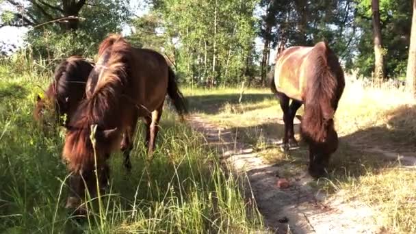 马在绿茵场上吃草 一群马在草地上穿过草地 — 图库视频影像