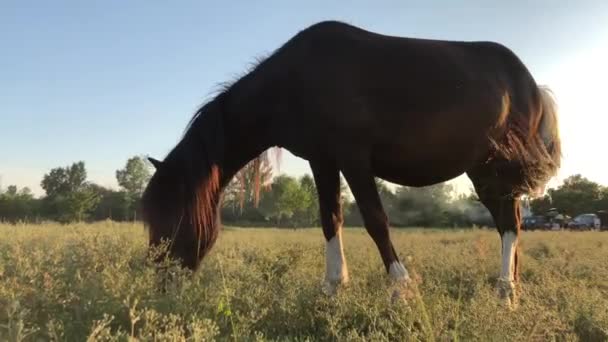 Caballo Camina Campo Verde Semental Roza Prado — Vídeo de stock