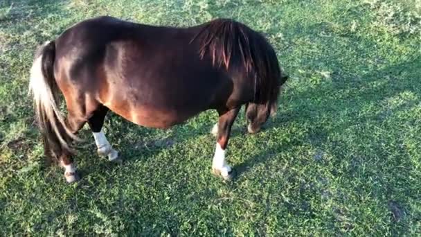 馬は緑の野原を歩く 牧草地で一匹の種馬が放牧される — ストック動画