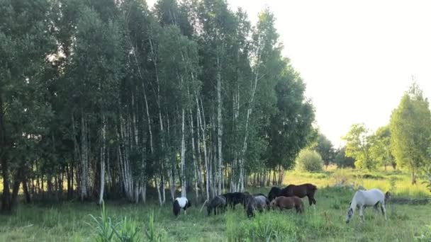Horses Graze Green Field Herd Horses Walks Meadow Grass — Stock Video