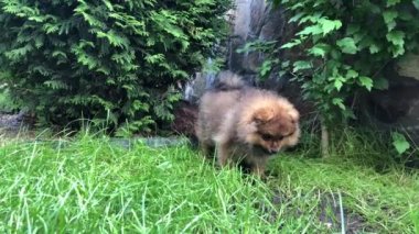 Köpek 