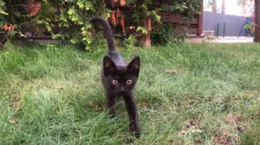 Siyah kedi yavrusu bahçede yürüyor. Küçük kedi sokakta yaşıyor.