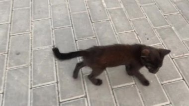 Siyah kedi yavrusu bahçede yürüyor. Küçük kedi sokakta yaşıyor.