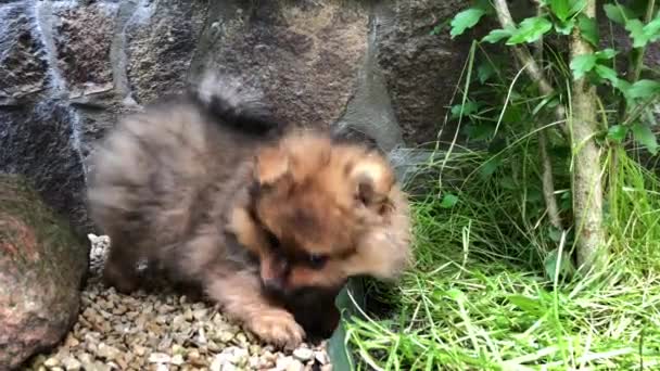 ポメラニアン スピッツ 小さな子犬が庭を歩く — ストック動画