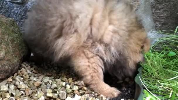 Perro Pomeranian Spitz Cachorrito Pasea Por Patio — Vídeo de stock