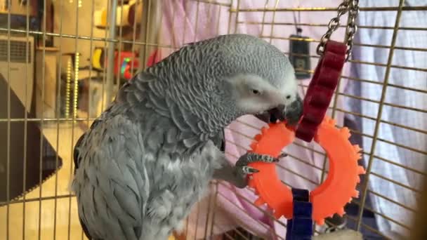 Big Parrot Cage Talking Parrot Holds Plastic Ring Its Paw — Stock Video