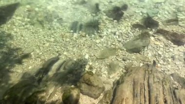 Şeffaf bir dağ nehrinin su akıntısı, yakın. Gürcistan'da Martvili Kanyonu ve Okatse arasında saf turkuaz nehir. Dağlardaki soğuk bir nehrin akışı. Arka plan: akan su.