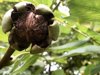Olgun ceviz bir ağaca asmak.