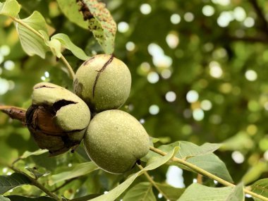 Olgun ceviz bir ağaca asmak.