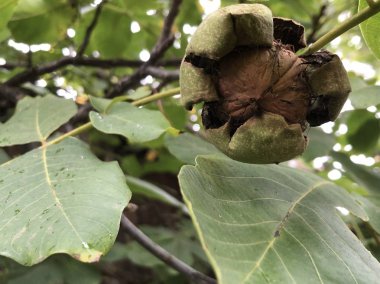 Olgun ceviz bir ağaca asmak.