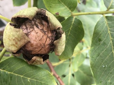 Olgun ceviz bir ağaca asmak.