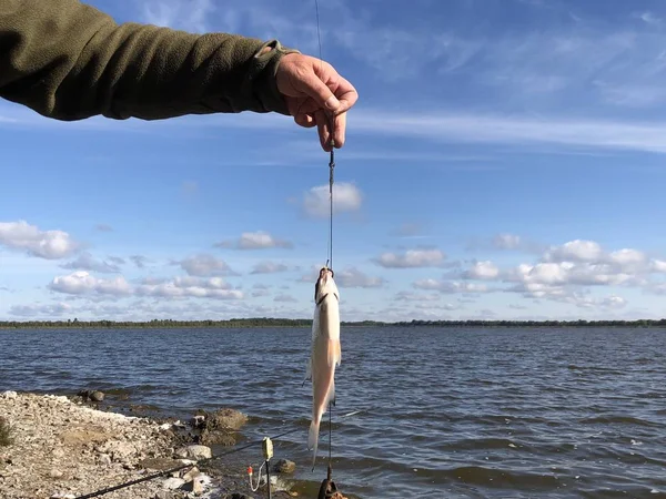 Poisson "carpe" dans les mains d'un pêcheur sur le fond du lac . — Photo