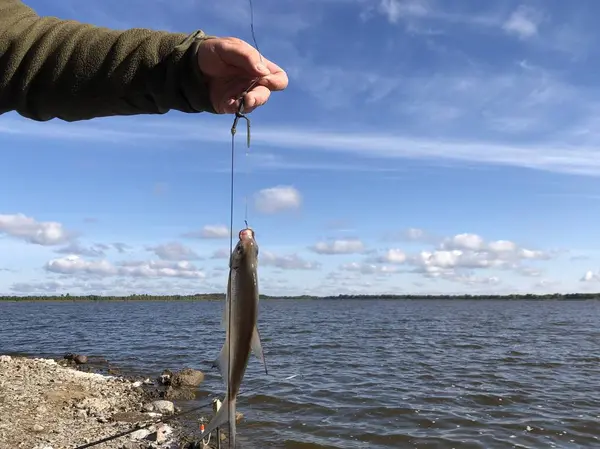 Fish "carp" in the hands of a fisherman on the background of the lake. — Zdjęcie stockowe