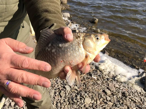 Ψάρια "κυπρίνους" στα χέρια ενός ψαρά στο φόντο της λίμνης. — Φωτογραφία Αρχείου