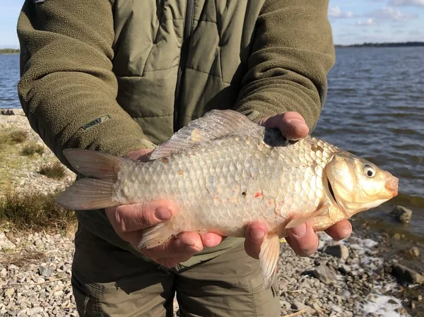 Vis "karper" in de handen van een visser op de achtergrond van het meer. — Stockfoto