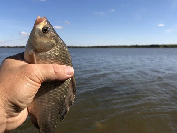 Peixe "carpa" nas mãos de um pescador no fundo do lago . — Fotografia de Stock