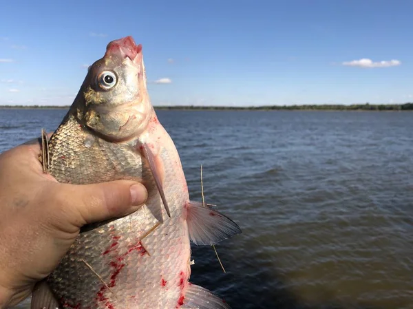 Fish "carp" in the hands of a fisherman on the background of the lake. — Zdjęcie stockowe