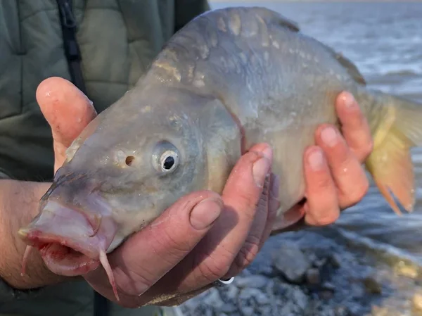 Pescado "carpa" en manos de un pescador en el fondo del lago . — Foto de Stock