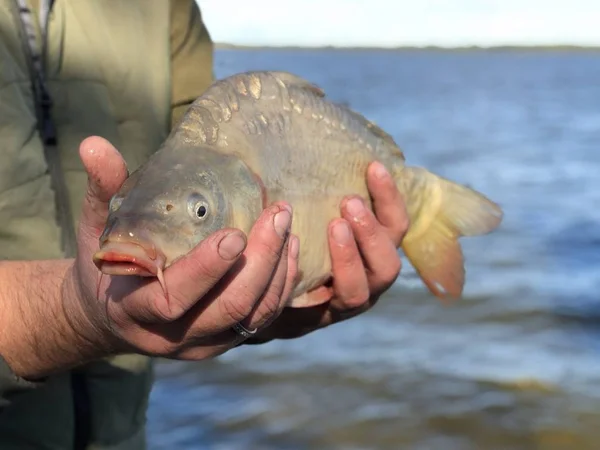 Vis "karper" in de handen van een visser op de achtergrond van het meer. — Stockfoto