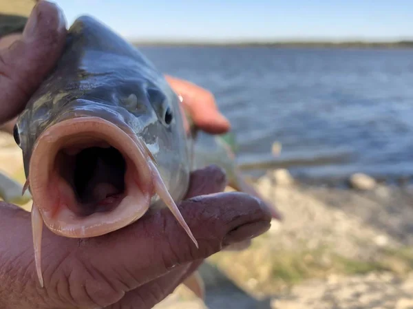 Fish "carp" in the hands of a fisherman on the background of the lake. — Zdjęcie stockowe