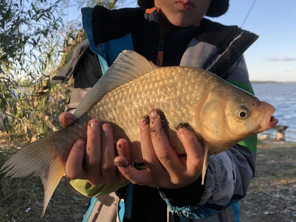 Peixe "carpa" nas mãos de um pescador no fundo do lago . — Fotografia de Stock