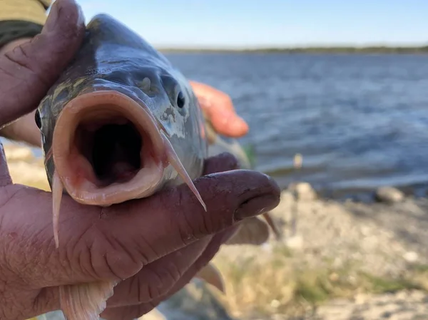 Fish "carp" in the hands of a fisherman on the background of the lake. — Zdjęcie stockowe