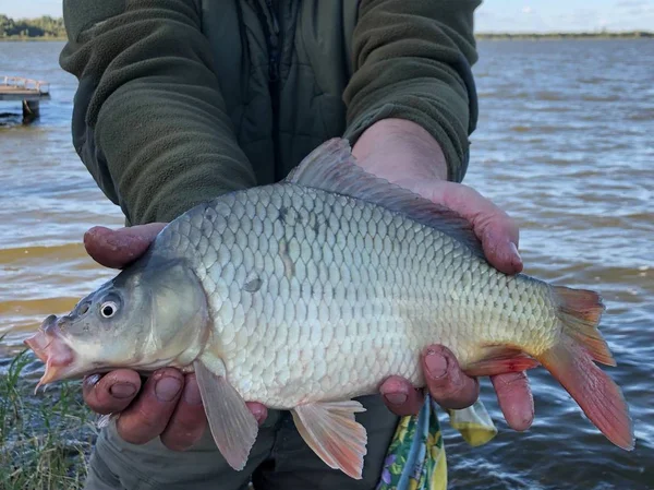 Vis "karper" in de handen van een visser op de achtergrond van het meer. — Stockfoto