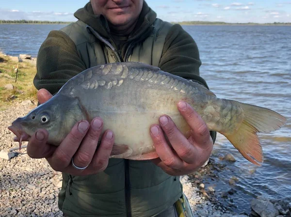 Vis "karper" in de handen van een visser op de achtergrond van het meer. — Stockfoto