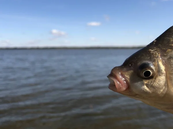 Cabeza de carpa en el fondo del lago . — Foto de Stock