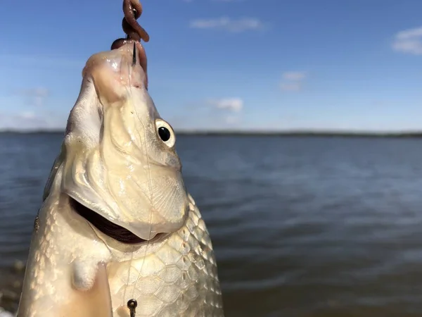 Cabeça de carpa no fundo do lago . — Fotografia de Stock