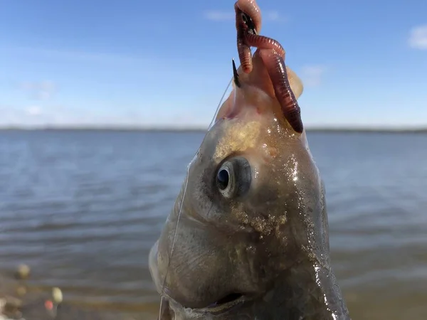 Cabeça de carpa no fundo do lago . — Fotografia de Stock