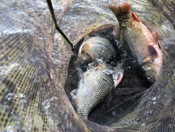 Big fish in the fishing net.