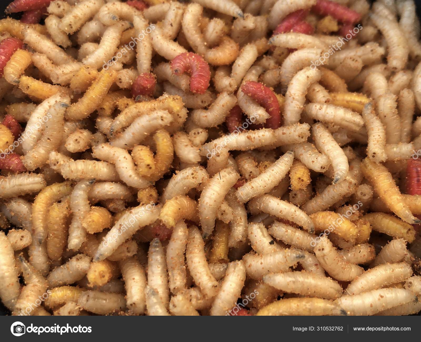 maggots for fishing