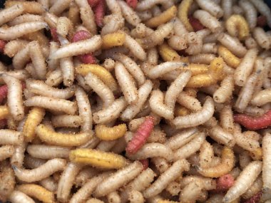 Larva balıkçılık için canlı.