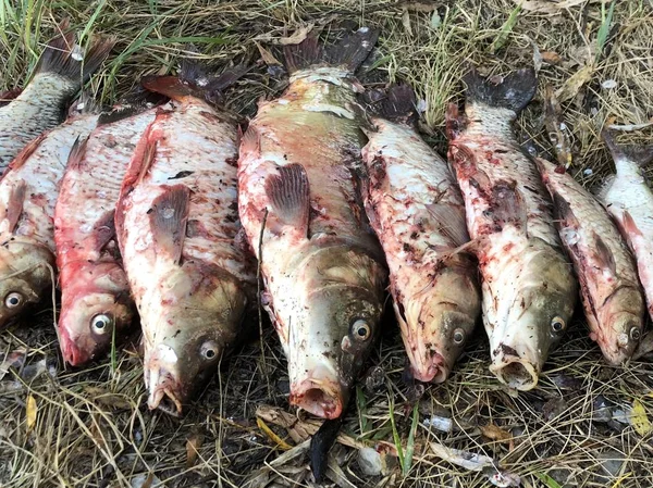 Good catch of fish on the lake. A lot of fish lies on the grass. Carp and crucian carp lies on the shore. Good fishing, good bite.