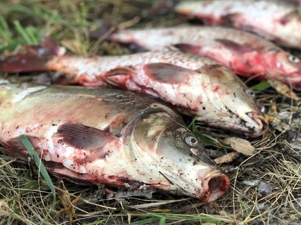 Dobry połów ryb na jeziorze. Dużo ryb leży na trawie. Na brzegu znajduje się karp i karp. Dobre łowienie, dobre zgryz. — Zdjęcie stockowe