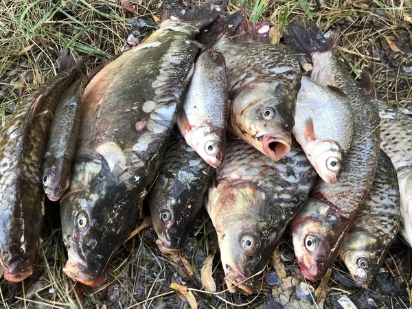 호수에서 물고기의 좋은 캐치. 많은 물고기가 풀밭에 놓여 있습니다. 잉어와 십자화과 잉어는 해안에 있습니다. 좋은 낚시, 좋은 물린. — 스톡 사진