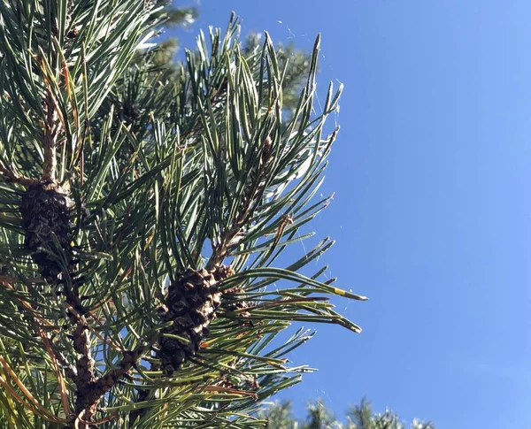 Árvores na floresta contra o céu azul. Ramos de coníferas de árvores em tempo ensolarado. Natureza, ar fresco e céu . — Fotografia de Stock