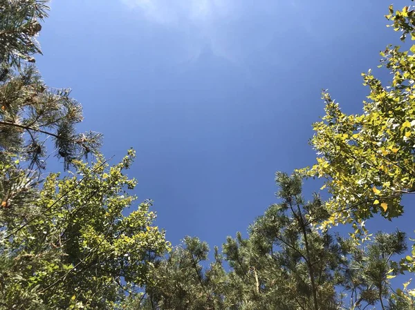 Bäume im Wald gegen den blauen Himmel. Nadelzweige von Bäumen bei sonnigem Wetter. Natur, frische Luft und Himmel. — Stockfoto