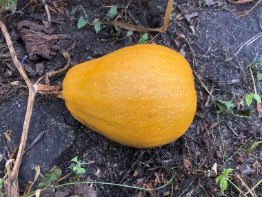 Yuvarlak sarı kabak yerde yetişir. Sonbahar, bahçede sebze toplama zamanı. Sarı yuvarlak olgun kabak alanında yeşil yaprakları ile.