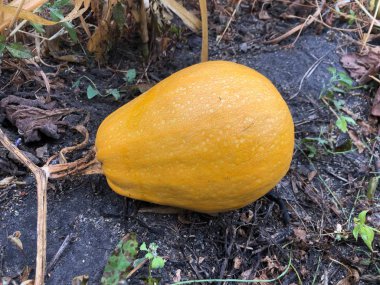 Yuvarlak sarı kabak yerde yetişir. Sonbahar, bahçede sebze toplama zamanı. Sarı yuvarlak olgun kabak alanında yeşil yaprakları ile.