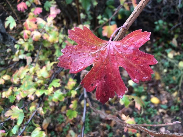 Folha de bordo molhada no outono. Folhas amarelo-vermelhas em galhos de árvores. Natureza do outono . — Fotografia de Stock