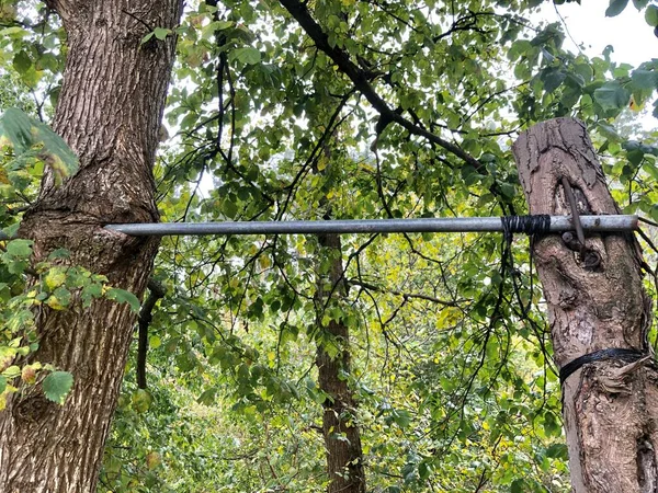 Barra horizontal em uma árvore na floresta. Tubo de ferro numa árvore viva. Dispositivo esportivo para pull-ups no parque. Tubulação redonda em um carvalho . — Fotografia de Stock