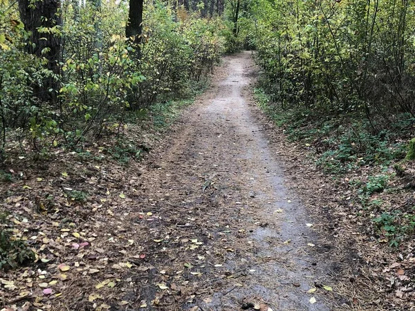 Szlak w lesie mieszanym jesienią. Jesienny krajobraz leśny, droga przez las. Spacer w naturze ścieżką. — Zdjęcie stockowe