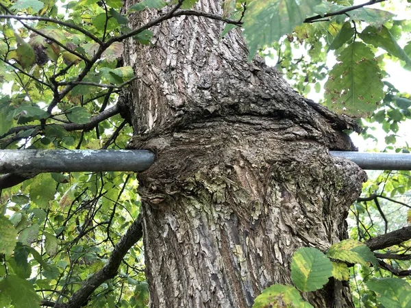 Barre horizontale sur un arbre dans la forêt. Tuyau de fer dans un arbre vivant. Dispositif sportif pour les pull-ups dans le parc. Tube rond sur un chêne . — Photo