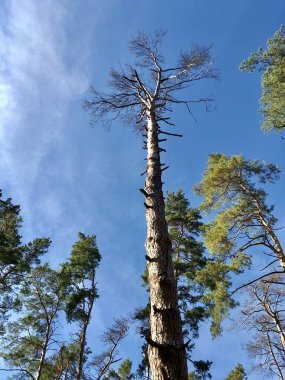 Mavi gökyüzüne karşı uzun çam ağaçları. Çam ormanındaki yüksek ağaçların tepeleri. Yedekteki kuru kozalaklı ağaçlar.
