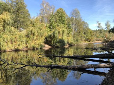 Ağaçların ve çalıların arasında, ormanda küçük, güzel bir göl. Yeşil ağaçlar ve bitkilerle çevrili orman gölü. Gökyüzünün yansıması ve göldeki ağaçlar.