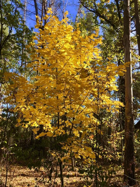 Arbres dans la forêt d'automne contre le ciel bleu. Branches de conifères et de feuillus par temps ensoleillé. Automne doré dans la nature . — Photo